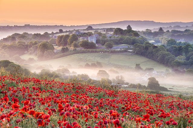 Early morning mist rolls over a poppy field near Carisbrooke Castle, in Carisbrooke on the Isle of Wight, UK on June 11, 2025, captured by photographer Jamie Russell. (Photo by IslandVisions/Bournemouth News)
