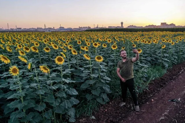 A man takes a selfie behind a sunflower field near the Syrian town of Maarat Misrin on September 12, 2022. (Photo by Omar Haj Kadour/AFP Photo)