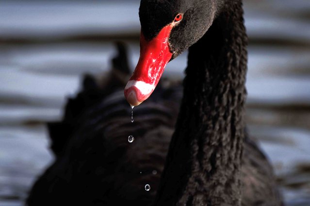 A black swan glides across a lake in London’s St. James’s Park on Thursday, October 30, 2025. (Photo by Dan Kitwood/Getty Images)