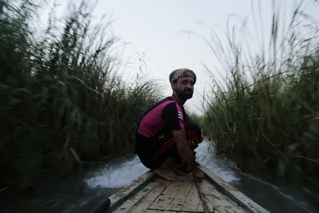 In this photo, a young man drives a boat through a tunnel of towering reeds, in the marsh of Chabaish, Iraq, September 11, 2017. Increasingly unable to support their families with fishing and farming, hundreds of young men from the area took up arms in the fight against the Islamic State group, joining state-sanctioned Shiite militias. (Photo by Susannah George/AP Photo)
