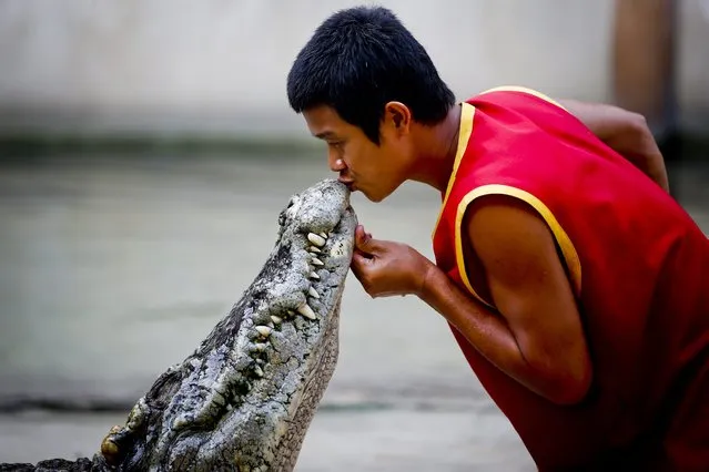 A picture made available 27 November 2015 shows a handler kissing a crocodile's snout during a show at the Samutprakarn Crocodile Farm and Zoo, Samutprakarn province, outside Bangkok, Thailand, 26 November 2015. (Photo by Diego Azubel/EPA)