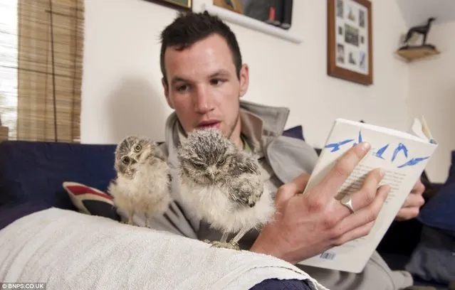 Orphaned Baby Owls Get New Home