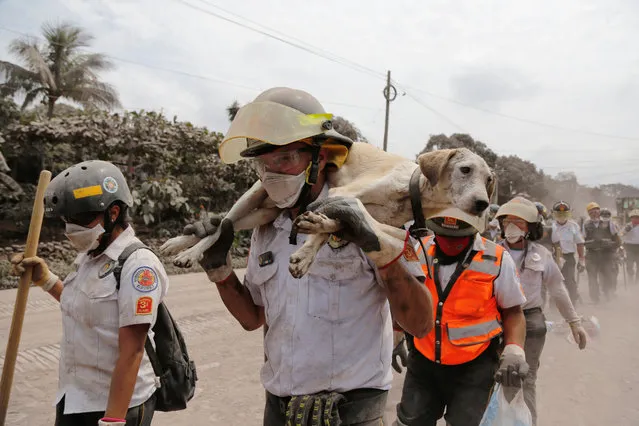 A firefighter carries a dog at an area affected by the eruption of the Fuego volcano in the community of San Miguel Los Lotes in Escuintla, June 5, 2018. (Photo by Luis Echeverria/Reuters)