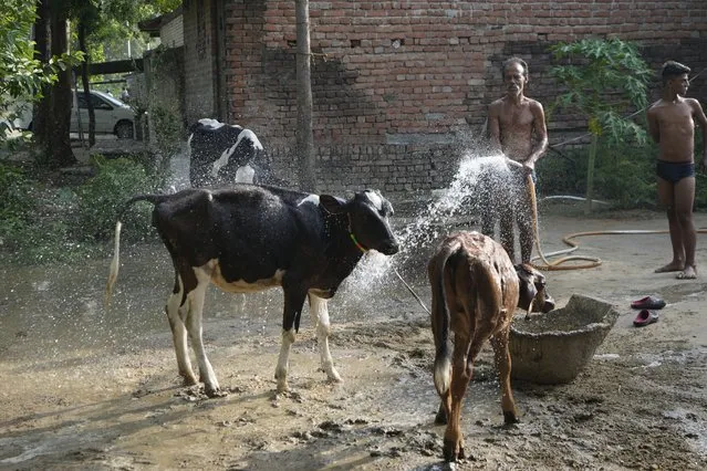 A villager sprays water on his livestock to protect them from heat in Ballia district, Uttar Pradesh state, India, Monday, June 19, 2023. (Photo by Rajesh Kumar Singh/AP Photo)