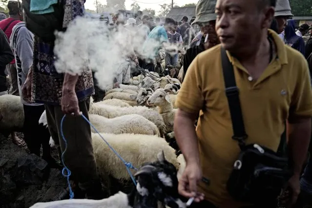 Sheep are being sold ahead of the upcoming Eid al-Adha holiday at a livestock market in Jonggol, West Java. Indonesia, Monday, June 26, 2023. People in the world's most populous Muslim country will celebrate Eid al-Adha or the Feast of the Sacrifice on June 29 by slaughtering sheep, goats and cows whose meat later be distributed to the poor. (Photo by Dita Alangkara/AP Photo)