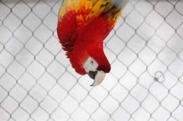 A Scarlet macaw (Ara macao) hangs upside down in its enclosure at the zoo in the Valley of Juarez January 29, 2015. (Photo by Jose Luis Gonzalez/Reuters)
