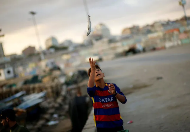 A Palestinian boy throws a freshly caught fish as he works with fishermen at the seaport of Gaza City September 26, 2016. (Photo by Mohammed Salem/Reuters)
