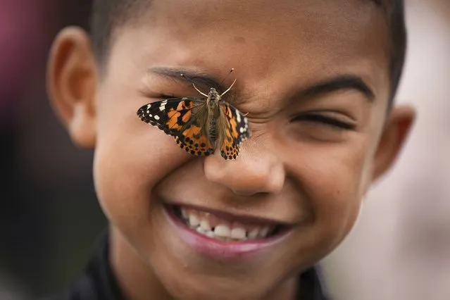 Jonah Sacca, 7, reacts as a butterfly crawls on his face as the second-grader and other elementary students release butterflies at the Surrey Centre Cemetery, in Surrey, B.C., on Wednesday, June 14, 2023. Approximately 250 students from 11 classes raised the butterflies with help from cemetery staff as part of the school's life cycle curriculum, with the goal of releasing them at the cemetery's butterfly garden. (Photo by Darryl Dyck/The Canadian Press via AP Photo)