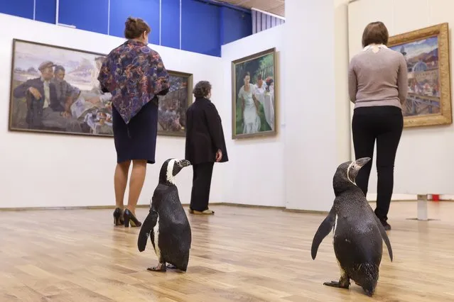 Penguins of the Lasta-Rica circus and visitors at the Bryansk Regional Art Museum in Bryansk, Russia on February 25, 2021. The penguins came to the circus in March 2020, but all the events were cancelled amid the COVID-19 pandemic. The Bryansk circus is opening after 10 months of down time. (Photo by Vyacheslav Prokofyev/TASS/Profimedia)