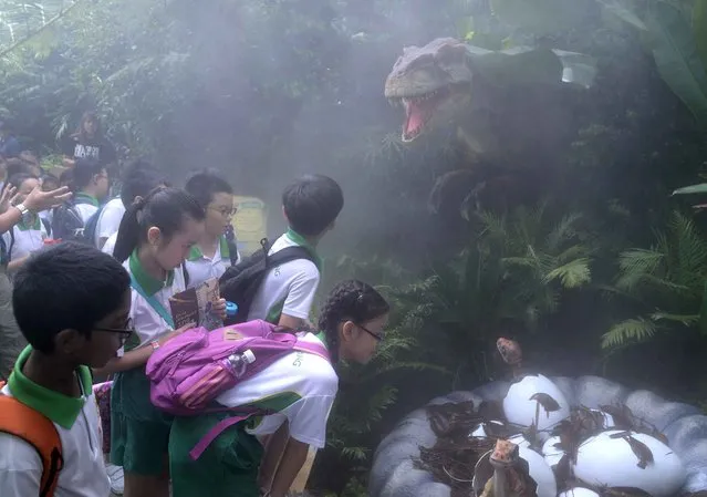 Schoolchildren look at a lifelike animatronics display of a dinosaur at the dinosaur- themed Zoo- rassic Park in Singapore on November 16, 2016. To raise awareness on the sixth mass extinction, the Singapore Zoo and River Safari displayed lifelike dinosaur animatronics where visitors can trail along the Dinosaur Valley which does not involve living animals. (Photo by Roslan Rahman/AFP Photo)