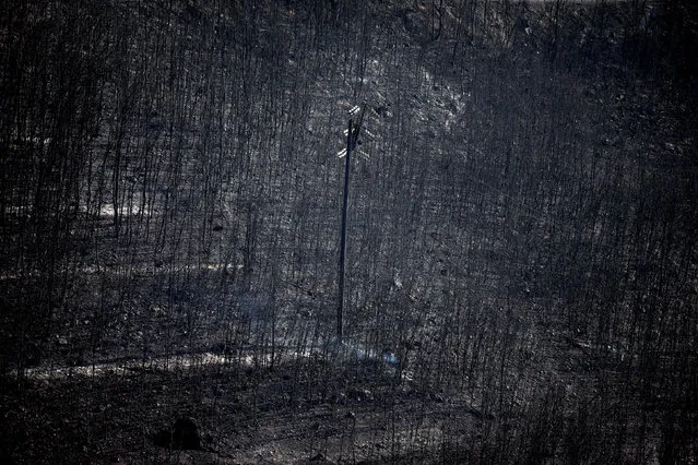 An electricity pole stands among burnt trees following a wildfire in Neos Voutzas, near Athens, Greece, July 25, 2018. (Photo by Alkis Konstantinidis/Reuters)