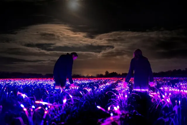 A field of leeks is shown bathed in red and blue LED lights in the Dutch town of Lelystad, as part of  artist Daan Roosegaarde's new project “Grow”, intended to honor farmers and inspire them to experiment with LED technology as a supplement to natural light for crops, in the Netherlands in January 2021. (Photo by Ruben Hamelink/Studio Roosegaarde via Reuters)