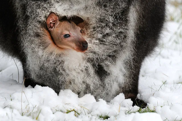 A baby wallaby looks out from its mother's pouch at ZSL Whipsnade Zoo on February 3, 2015 in Bedfordshire, England. South-East UK woke up to snow today with the arrival of Siberian gales bringing sub-zero temperatures. (Photo by Tony Margiocchi/Barcroft Media)