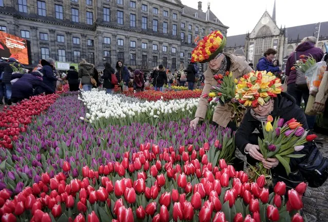 Coby (R) and Thea Beutler from Amstelveen pick tulips that were placed in front of the Royal Palace at the Dam Square to celebrate the beginning of the tulip season in Amsterdam, the Netherlands January 16, 2016. (Photo by Michael Kooren/Reuters)