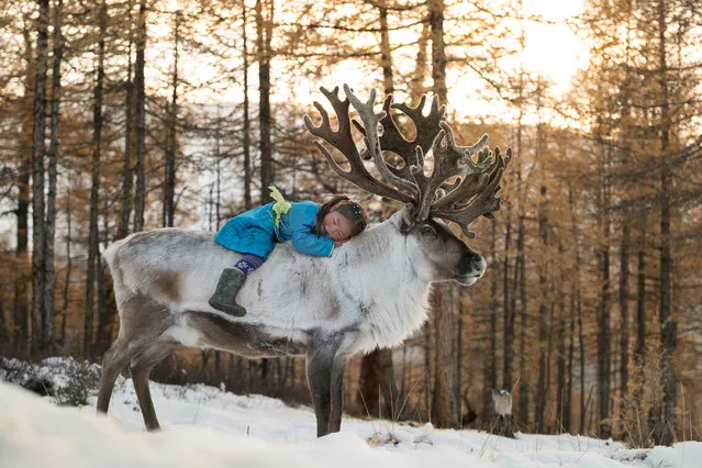 One of the youngest members of the family cuddles her reindeer in the woods in Altai Mountains, Mongolia, September 2016. (Photo by Joel Santos/Barcroft Images)