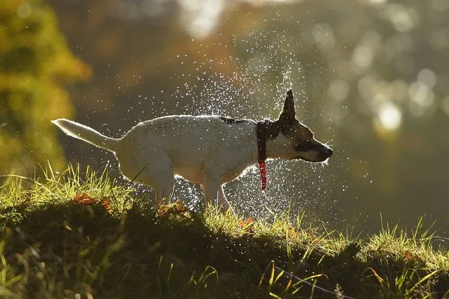 A dog shakes itself dry on the banks of Loch Faskally. (Photo by Russell Cheyne)