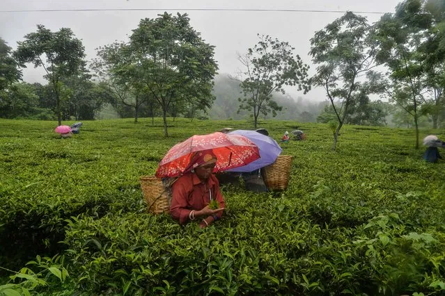Workers pluck tea leaves during a rainfall following a relaxation of lockdown restrictions imposed to curb the spread of the Covid-19 coronavirus, at Rohini village, some 15 km from Siliguri on June 14, 2021. (Photo by Diptendu Dutta/AFP Photo)