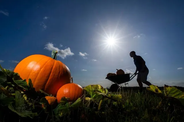 Farmer Tom Spilman harvests some of the 125,000 pumpkins at Spilman's Pumpkin Farm in Sessay, near Thirsk, North Yorkshire, UK on Monday, September 25, 2023, ahead of the opening of Pumpkin Fest 2023 on Saturday. (Photo by Danny Lawson/PA Images via Getty Images)
