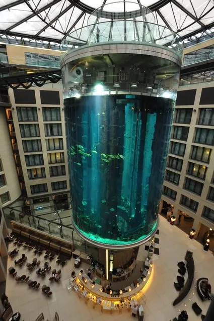 Aquarium In Radisson Sas Hotel