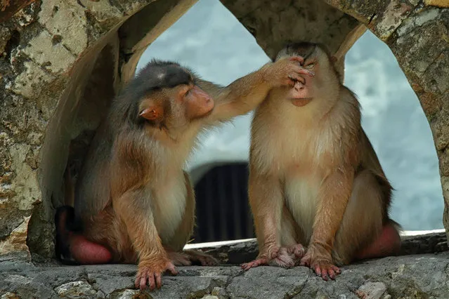 This loved-up monkey has got a funny idea of romance - pinching his date's nose. The besotted Japanese Macaque curiously leant in to tease his mate as the couple monkeyed around on a wall. And she doesn't look too impressed, sticking her tongue out in reply.  Photographer Monica Anantyowati, from Malang, East Java, Indonesia, saw the cheeky pair on a visit to their home at Surabaya Zoo Garden, East Java. (Photo by Monica Anantyowati/Solent News)