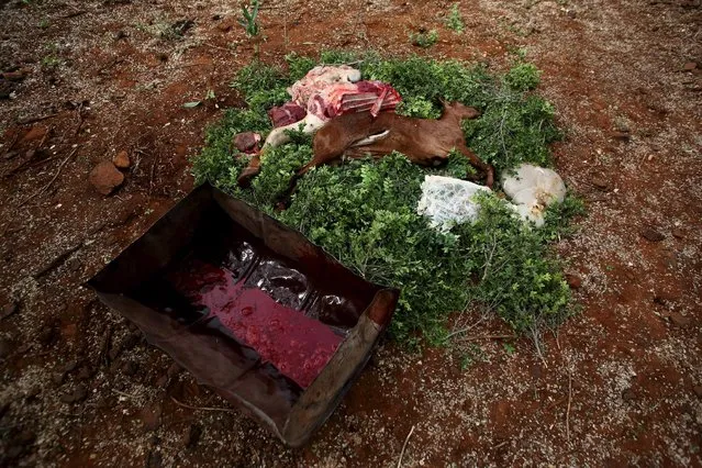 A picture shows a sliced oil barrel containing clotted bull's blood, the carcass of a goat and other remains placed ceremonially on the ground during an initiation ceremony for a young man in Baringo County, Kenya, January 20, 2016. (Photo by Siegfried Modola/Reuters)