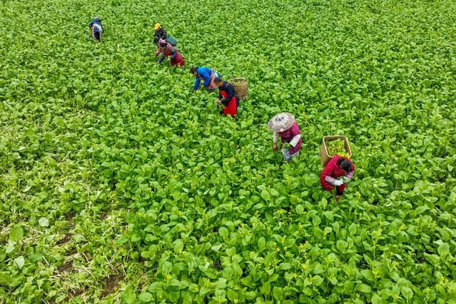 Farmers harvest vegetables at a field in Cengong, in China's southwestern Guizhou province on November 15, 2023. (Photo by AFP Photo/China Stringer Network)