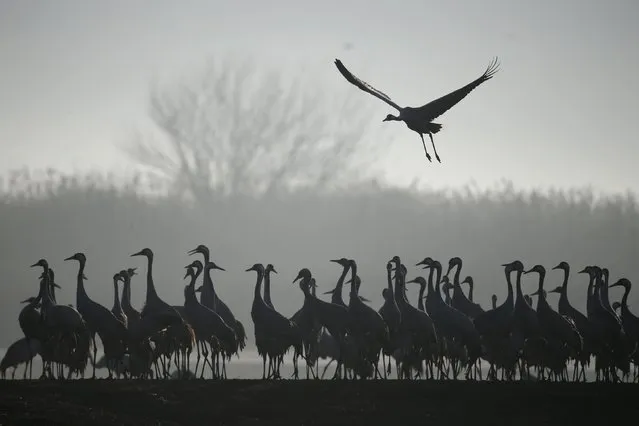 Migrating cranes stand as another comes to land at the Hula Lake Ornithology and Nature Park in northern Israel February 14, 2016. The Hula Valley is a stopping point for hundreds of species of birds along their migration route between the northern and southern hemispheres and during the cold season it becomes one of the largest concentrations of cranes in the world, a spokeperson for the Jewish National Fund said. (Photo by Baz Ratner/Reuters)
