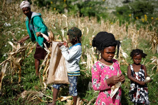 Girls and a woman harvest corn in a field in Boucan Ferdinand, Haiti, October 2, 2018. (Photo by Andres Martinez Casares/Reuters)