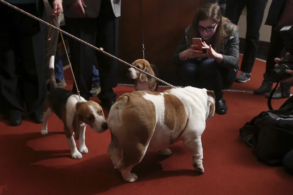 A Runway for Hot Dogs