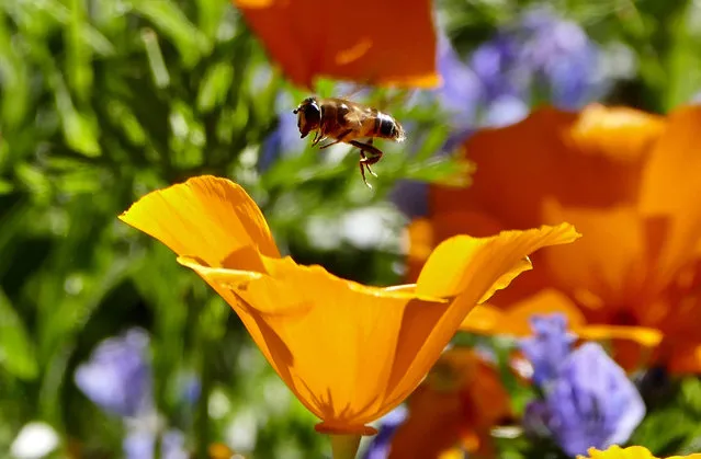 A bee mid-flight in the sunshine at Basildon Park in Basildon, UK on September 26, 2018. (Photo by Geoffrey Swaine/Rex Features/Shutterstock)