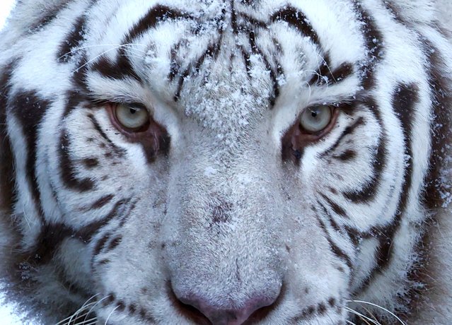 Royal white tiger, Mumbai is pictured with snow on its face at the Pairi Daiza zoo in Brugelette, Belgium on January 18, 2024. (Photo by Yves Herman/Reuters)