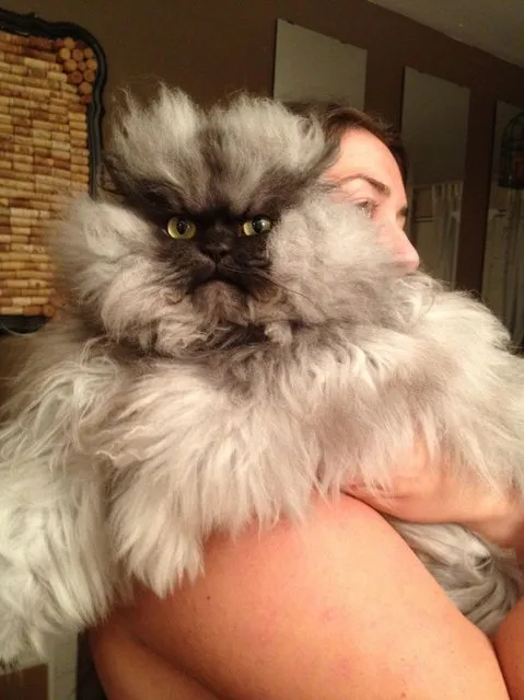 Internet Mourns Death Of Colonel Meow
