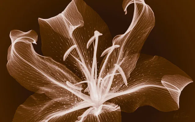 An x-ray of a lilly flower, taken by British artist and photographer Hugh Turvey in London, England. (Photo by Hugh Turvey/SPL/Barcroft Media)