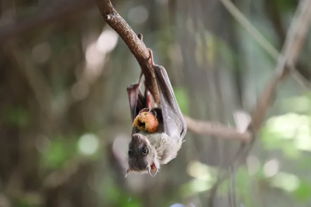 An Egyptian fruit bat eats as it hangs from a tree in central Tel Aviv, 15 October 2021. In recent years, the School of Zoology at Tel Aviv University and the Israeli Nature Protection Society has been conducting research on the phenomenon in which Egyptian fruit bats active during the day time in a crowded urban environment like the city of Tel Aviv. Researchers estimate that hundreds of thousands of Egyptian fruit bats settled in Tel Aviv. The study examines whether Tel Aviv is the only urban environment in the world where the Egyptian fruit bats are freely active during day time. (Photo by Abir Sultan/EPA/EFE)