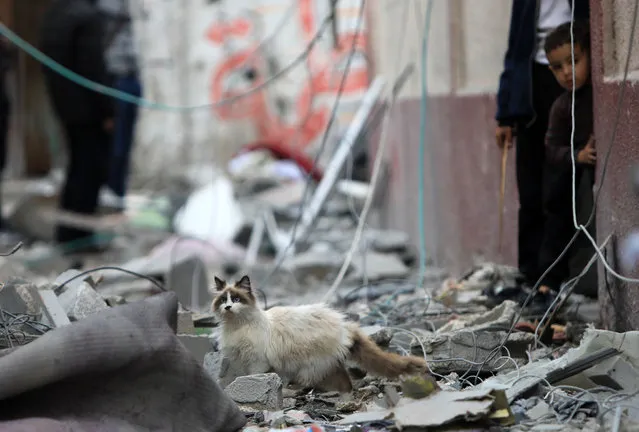 A cat is seen among the rubble as Palestinians inspect buildings destroyed or badly damaged due to Israeli attacks on Rafah City in the south of Gaza, on February 27, 2024. (Photo by Yasser Qudih/Anadolu via Getty Images)