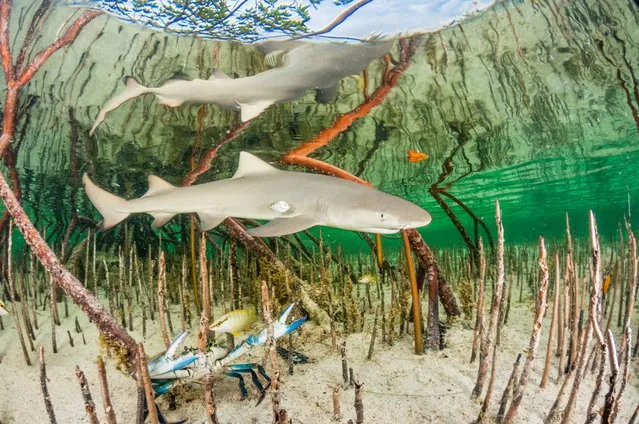 A lemon shark pup (Negaprion brevirostris) in a mangrove forest, which acts as a nursery for juveniles of this species (Eleuthera, Bahamas). Mangroves provide important habitats for a number of species globally, including lemon sharks, fish and crabs seen here in the Bahamas. They are also the best-known defence against large storm surges and sequester copious amounts of carbon. Humans are destroying them at an alarming rate. (Photo by Shane Gross/naturepl.com/LDY Agency)