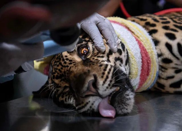 Potira, a female jaguar, has an eye infection examined as she lies on an operating table after being tranquillised at the Mata Ciliar Association Conservation Center in Jundiai, Brazil, on November 15, 2021. Mata Ciliar works with jaguars and other cats rescued from areas that have suffered habitat loss from deforestation and fires in the Amazon rainforest, Cerrado savanna and Pantanal wetlands. They have developed a groundbreaking insemination program, inseminating in 2019 an 8 year old jaguar called Bianca, who gave birth to the firs cub ever born by artificial insemination. (Photo by Carl de Souza/AFP Photo)