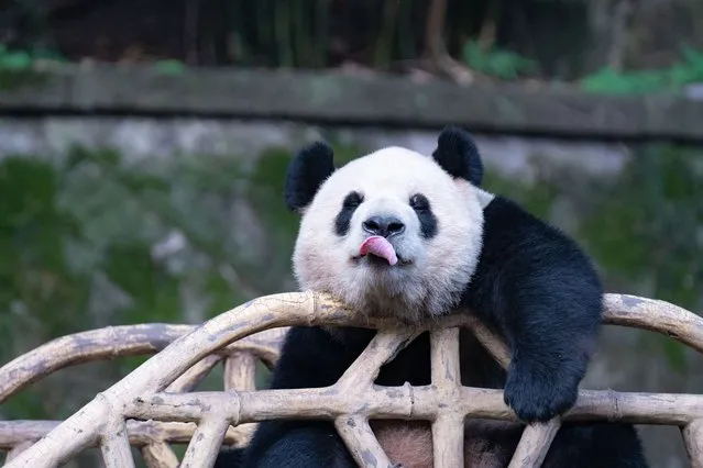 Giant panda “Shuangshuang” sticks out its tongue at Chongqing Zoo on March 24, 2024 in Chongqing, China. (Photo by Li Hongbo/VCG via Getty Images)