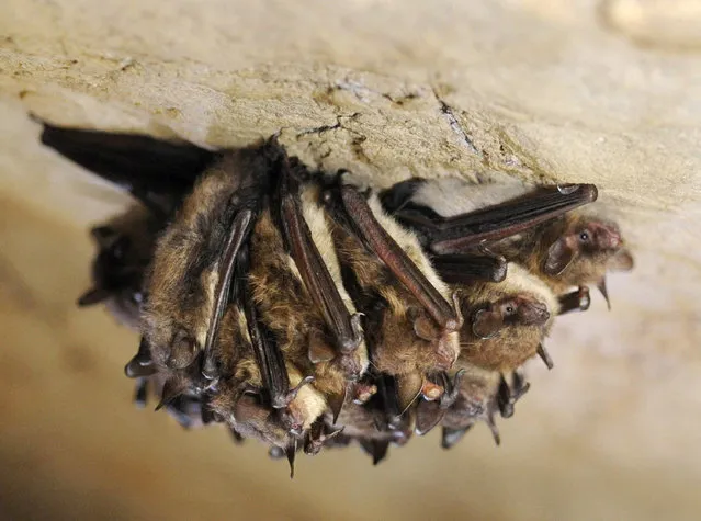 In this December 16, 2011 file photo, a cluster of little brown bats hibernate in New Mammoth Cave near LaFollette, Tenn. A fungal disease that has killed millions of bats has been confirmed in Washington state, the first time white-nose syndrome has turned up in the western United States, federal wildlife officials said Thursday, March 31, 2016. Testing by the U.S. Geological Survey's National Wildlife Health Center verified the disease in a little brown bat found in North Bend, about 30 miles east of Seattle. (Photo by Amy Smotherman Burgess/Knoxville News Sentinel via AP Photo)