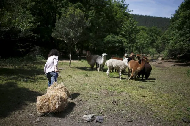 Lisa Vella-Gatt, 46, carries straw for the alpacas at her farm near Benfeita, Portugal May 11, 2015. (Photo by Rafael Marchante/Reuters)