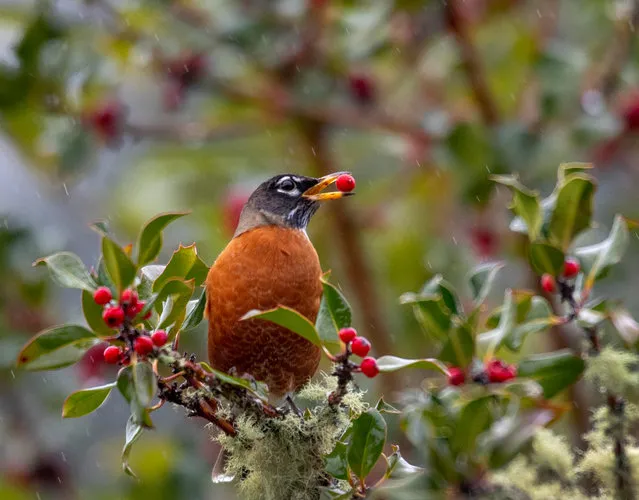 An American robin feasts on bright-red English holly berries on a tree near Elkton in rural western Oregon. Originally planted to be decorative, holly now grows wild in much of the Pacific Northwest and is considered an invasive species. The berries of the holly plant are poisonous to people and pets. (Photo by Robin Loznak/Zuma Press/PA Images)