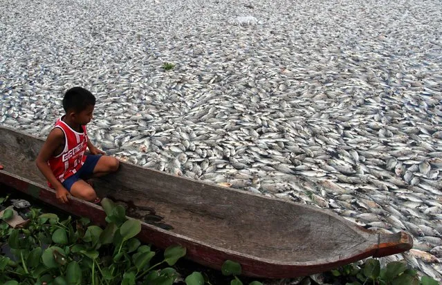 An Indonesian boy looks at dead fish in Maninjau lake, Agam regency, West Sumatra province, Indonesia, 18 March 2013. The mass death of the fish is apparently caused by a sudden change of weather condition according to fishery officials. (Photo by EPA/RIVO)