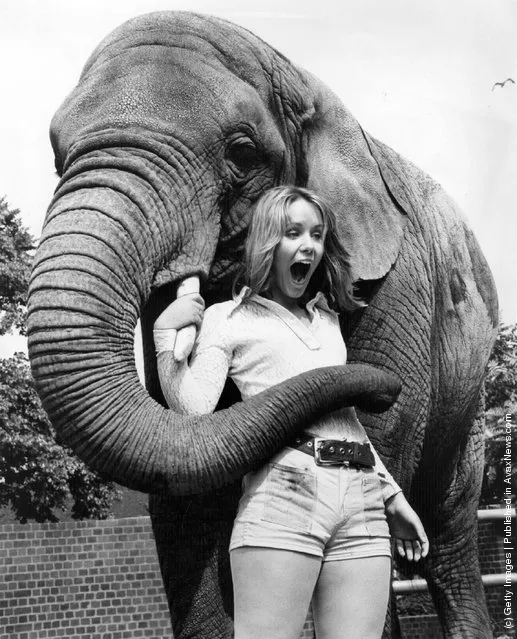 1971: A Duke of Edinburgh's Gold Award winner meets an African Elephant at London Zoo