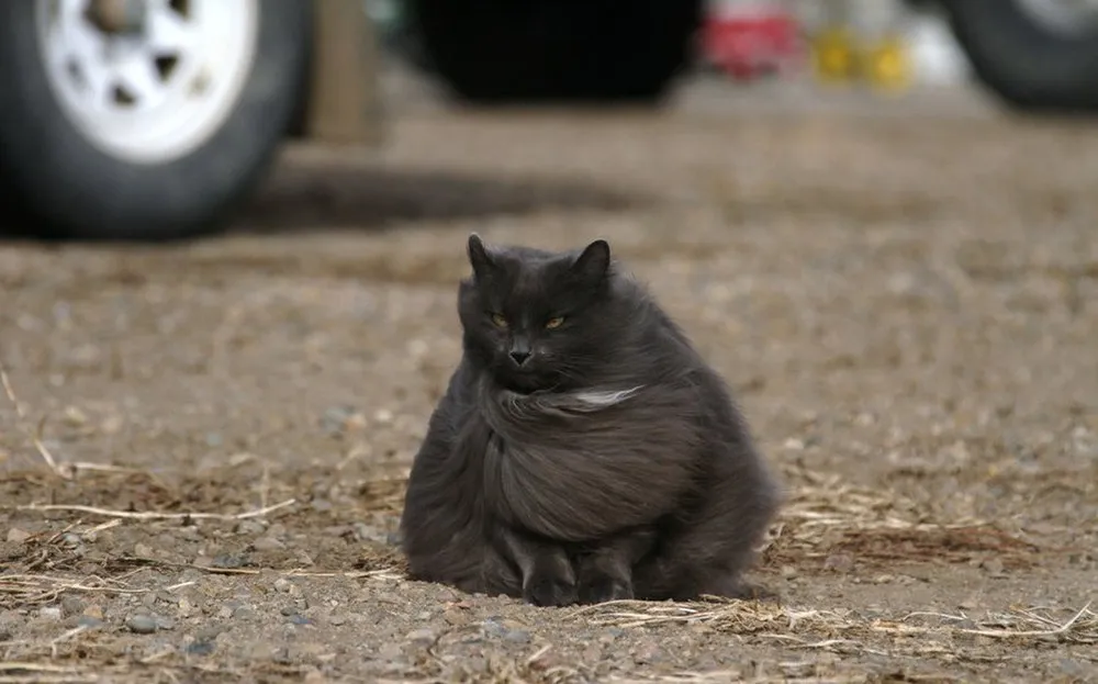 Sygmond the Grey Majestic Cat