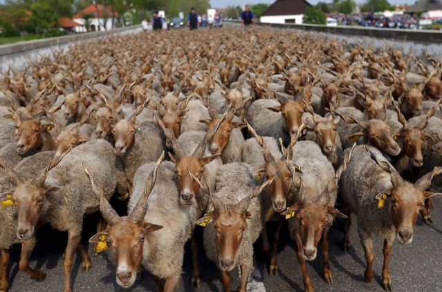 Racka sheep are seen during celebrations of the start of the new grazing season in the Great Hungarian Plain in Hortobagy, Hungary, April 23, 2016. (Photo by Laszlo Balogh/Reuters)