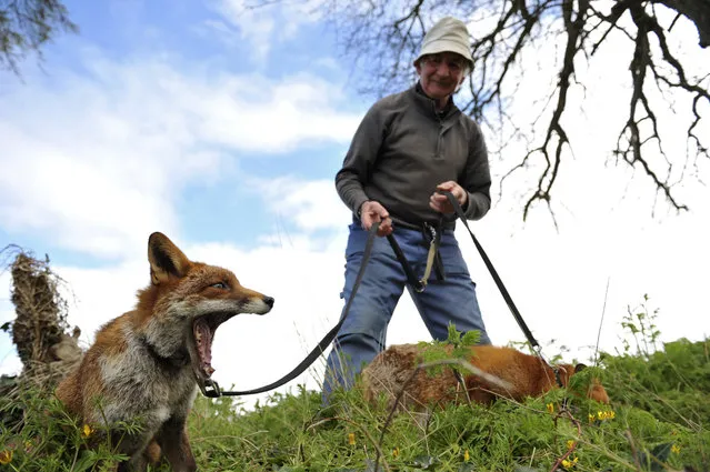Patsy Gibbons takes his two rescue foxes, Grainne (L) and Minnie, for a walk in Kilkenny, Ireland April 25, 2016. (Photo by Clodagh Kilcoyne/Reuters)
