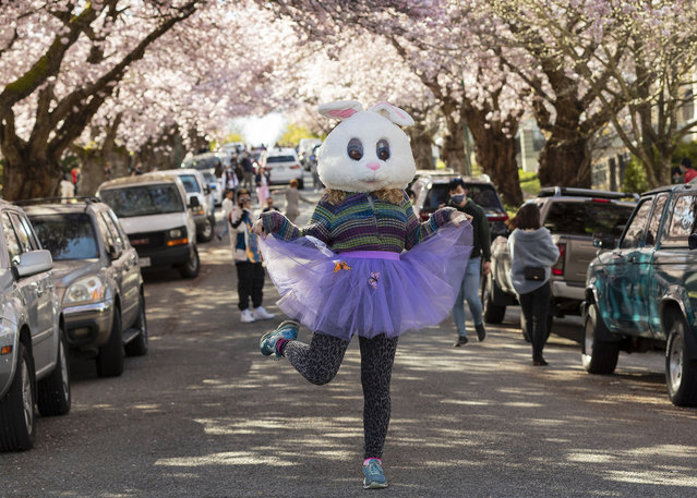 Naomi Rouleau, wearing an Easter bunny head, poses for a photo during Cherry Blossom season on Easter Sunday amid the coronavirus pandemic on April 04, 2021 in Vancouver, British Columbia, Canada. (Photo by Andrew Chin/Getty Images)