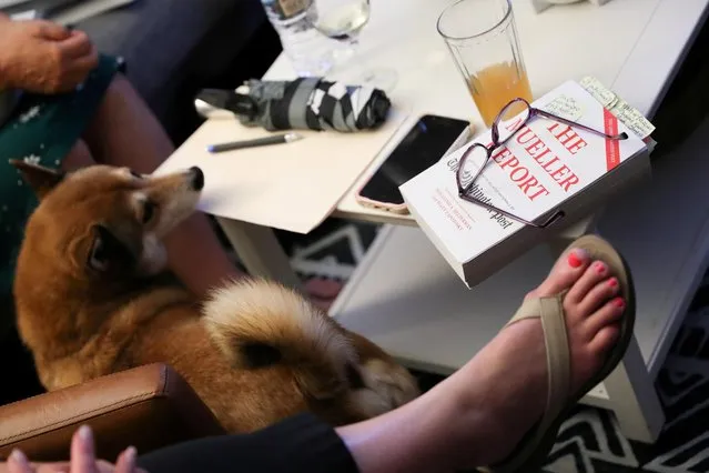 Book club member Sharon Wunder’s dog walks past her copy of the Mueller Report as she joins other book club members, who found one another through the action network “Herndon-Reston Indivisible”, to discuss the Mueller Report over snacks at her home in Herndon, Virginia, U.S. July 24, 2019. The dark cloud of investigations and impeachment has threatened President Donald Trump for many months, with Democrats in the U.S. House of Representatives, where any such effort to remove Trump from office would begin, divided about whether to proceed. (Photo by Jonathan Ernst/Reuters)