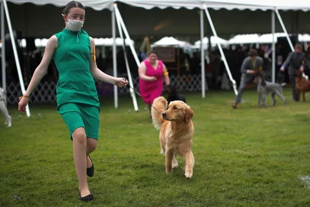 13-year-old Madison Thompson of Widbey Island, Washington, runs her Golden Retriever dog Stella during judging in the Junior Showmanship Competition at the 145th Westminster Kennel Club Dog Show at Lyndhurst Mansion in Tarrytown, New York, U.S., June 13, 2021. (Photo by Mike Segar/Reuters)