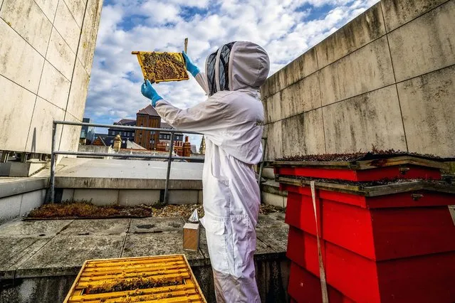 John Beavan, Master Beekeeper at Nurture harvests honey from the 160,000 bees who have made Liverpool ONE, a shopping, residential, and leisure complex in Liverpool, their home in a special urban apiary on one of the roofs on Friday, June 18, 2021. (Photo by Peter Byrne/PA Images via Getty Images)